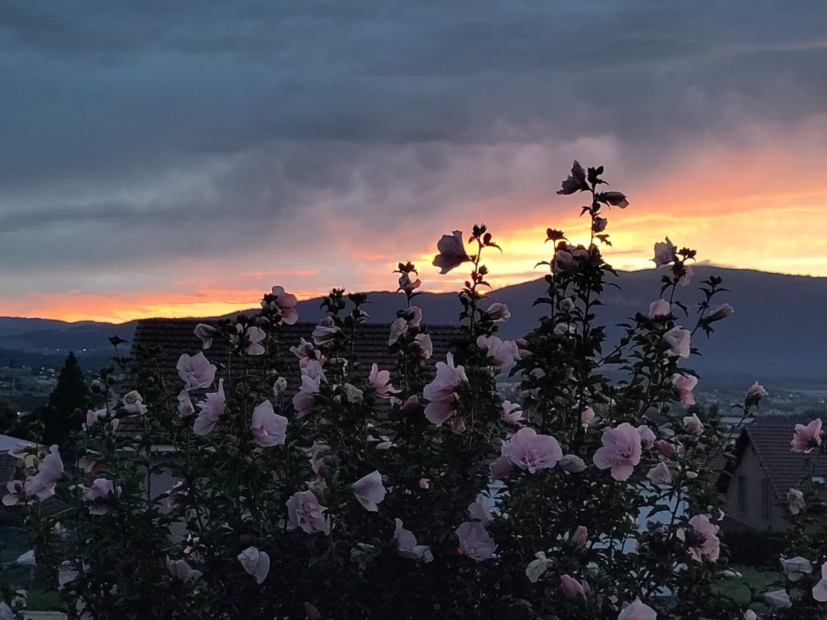 Hibiscus et coucher de soleil à Chavornay - Naturelia